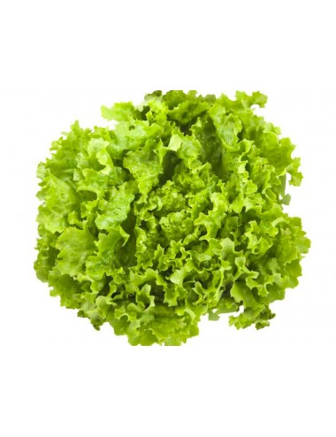 Lechuga BATAVIA Ecológica