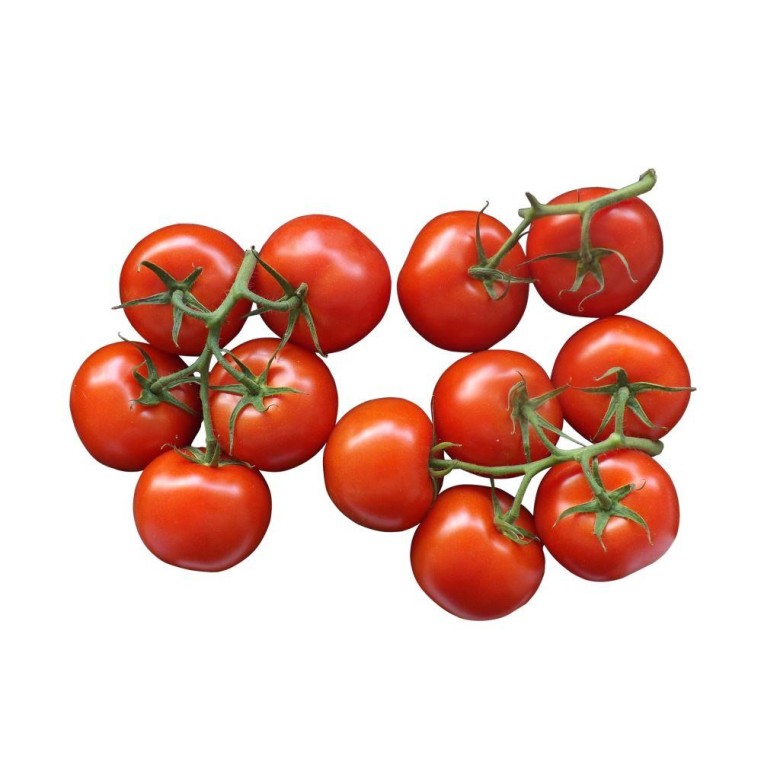 Tomate RAMA Ecológico 