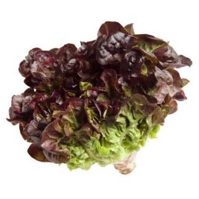 Oak Leaf Lettuce Organic