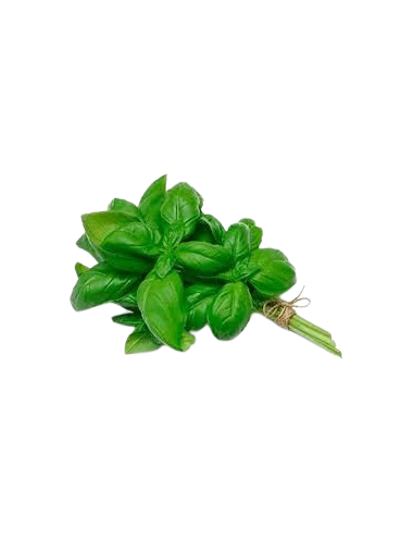 Fresh GREEN Basil Bunch 100...