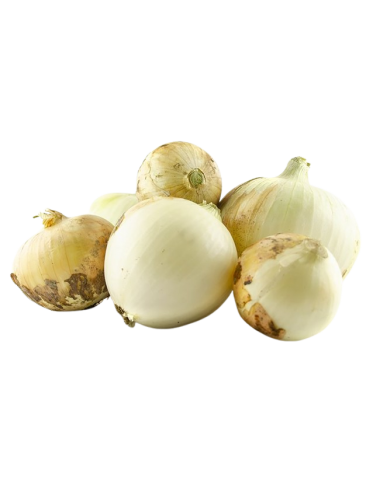 Slimy Onion Ecologic 