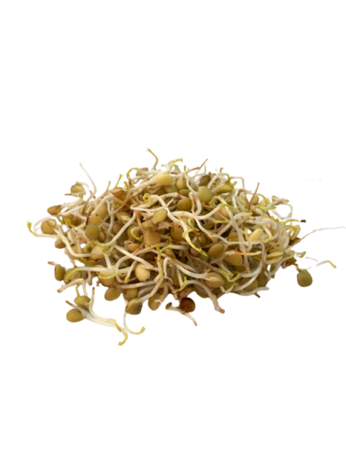 Germinado Lenteja bandeja...