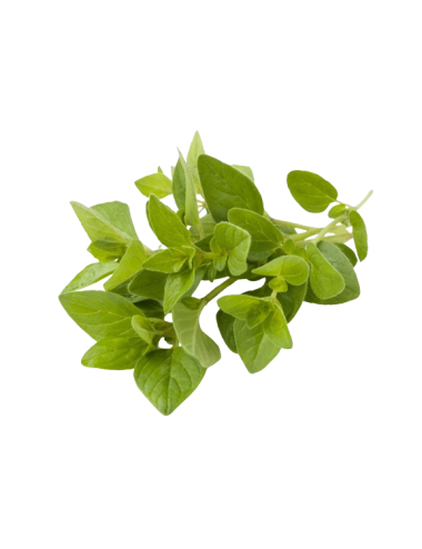 Fresh oregano bunch 20g...
