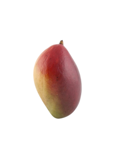 Mango OSTEEN Ecológico