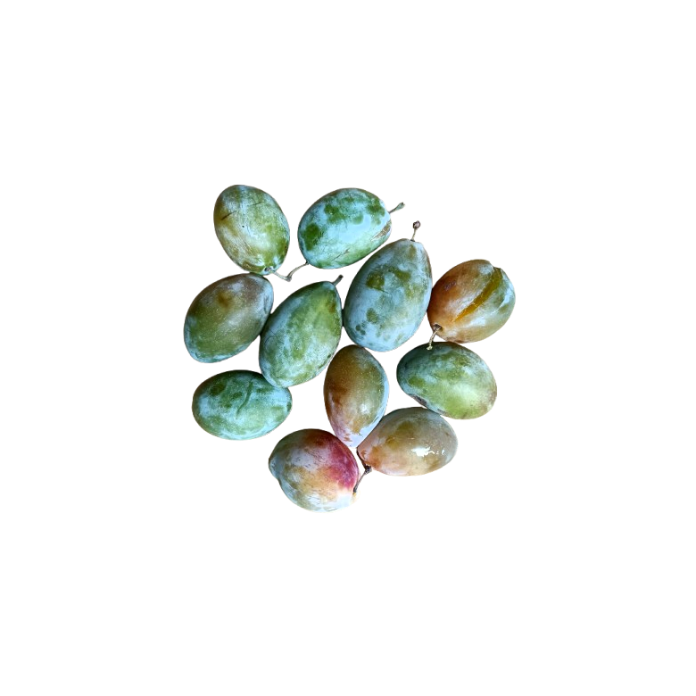 Long CLAUDIA Plum Green Organic