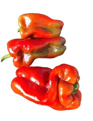 Pimiento LAMUYO ROJO...