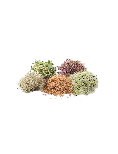 Sprouted Mezclum tray 50g...