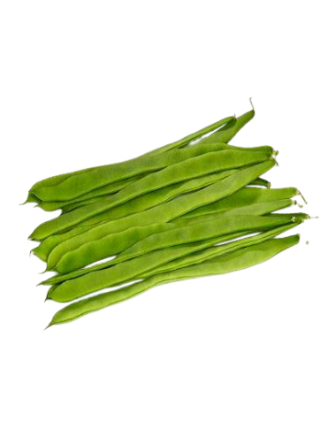 Judía verde plana var....