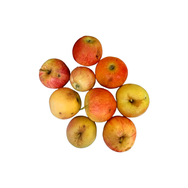 Royal Gala 2nd Apple Organic