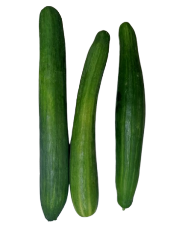 Pepino largo holandés...