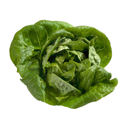 Lechuga COGOLLO Ecológica