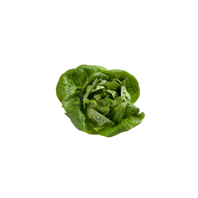Heart Lettuce Organic