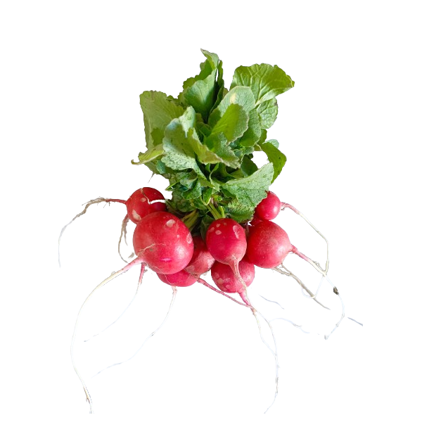 Short radishes, bunch, 250 g, organic. 