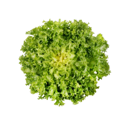 Escarola RIZADA Pieza ecológica