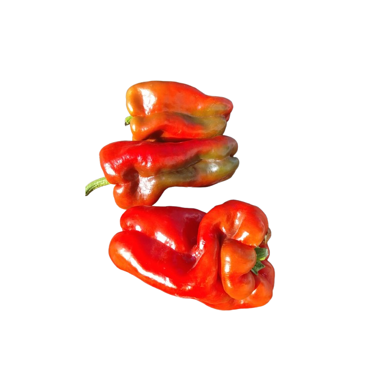 Green and red bell peppers for roasting organic
