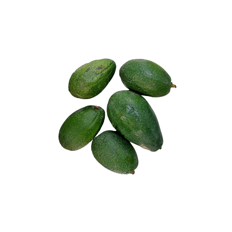 Aguacate BACON -MADURO- Ecológico NO USAR