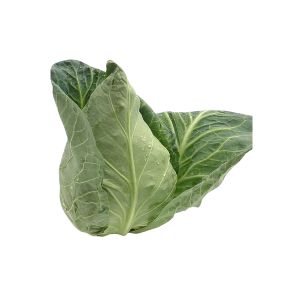 GREEN Beaked Cabbage Organic