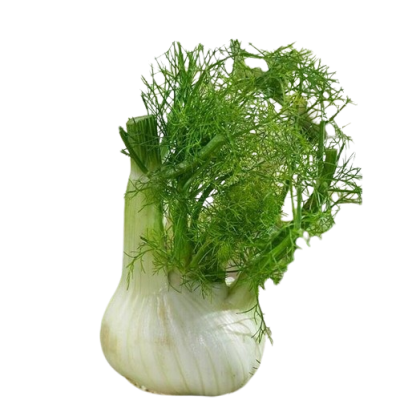 Fennel BULB unit Organic