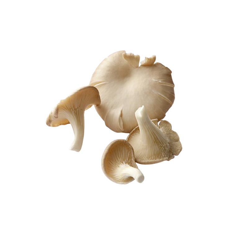 Oyster Mushrooms, bulk organic