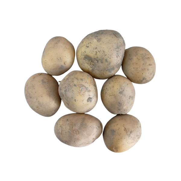 WHITE potato -EARLY- Organic 