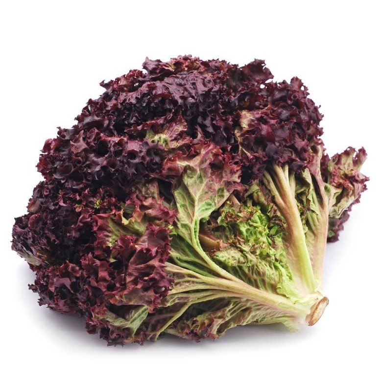 Red Lollo Lettuce organic
