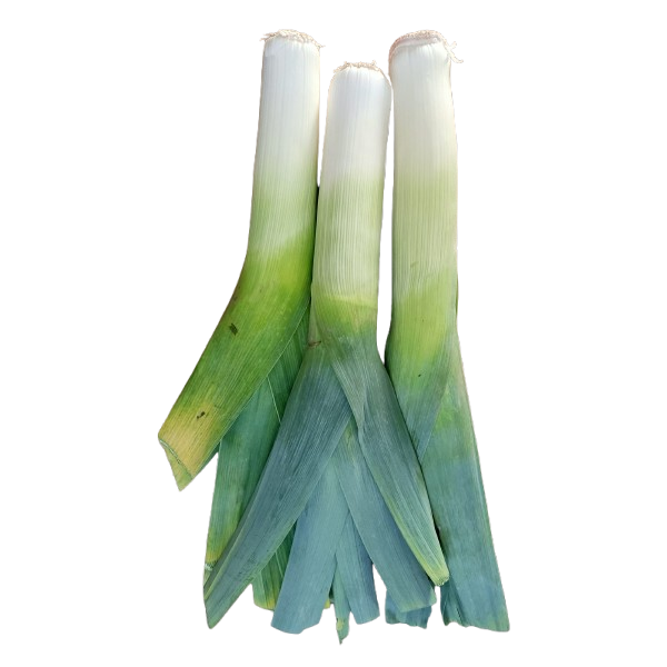 Very LARGE leek  organic