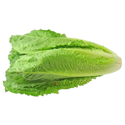 Lechuga OREJA de BURRO ecológica