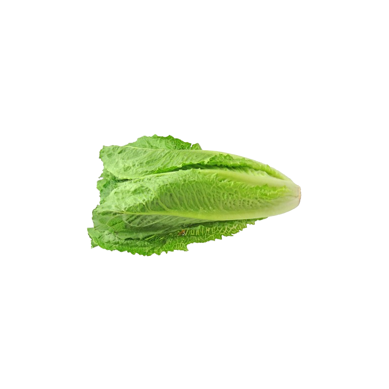 Lechuga OREJA de BURRO ecológica