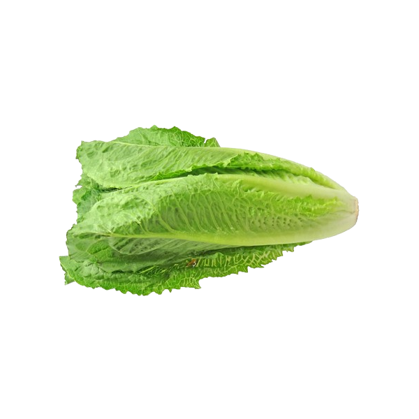 Lechuga OREJA de BURRO ecológica