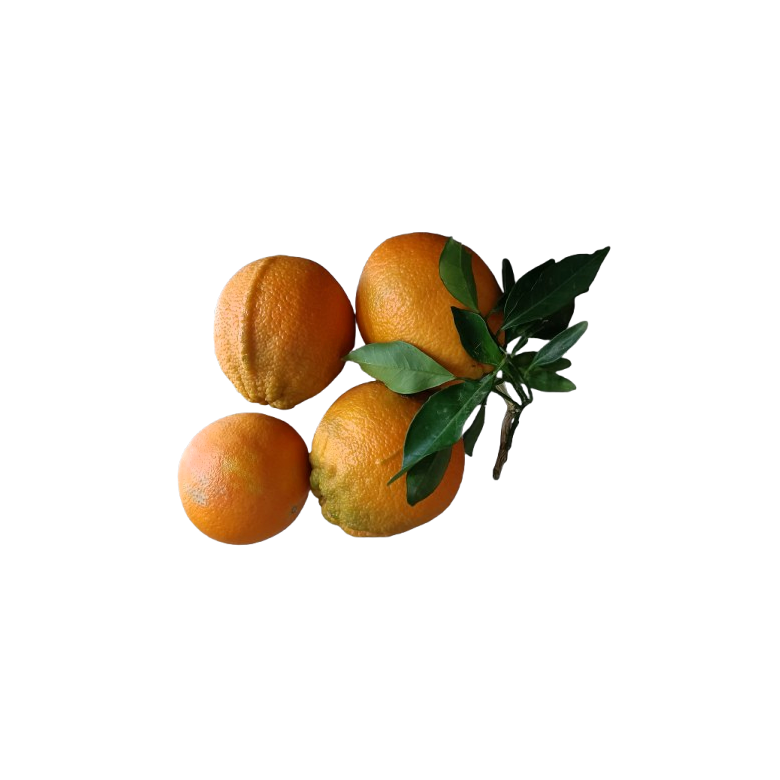 Naranja de MESA GRANDE Ecológica