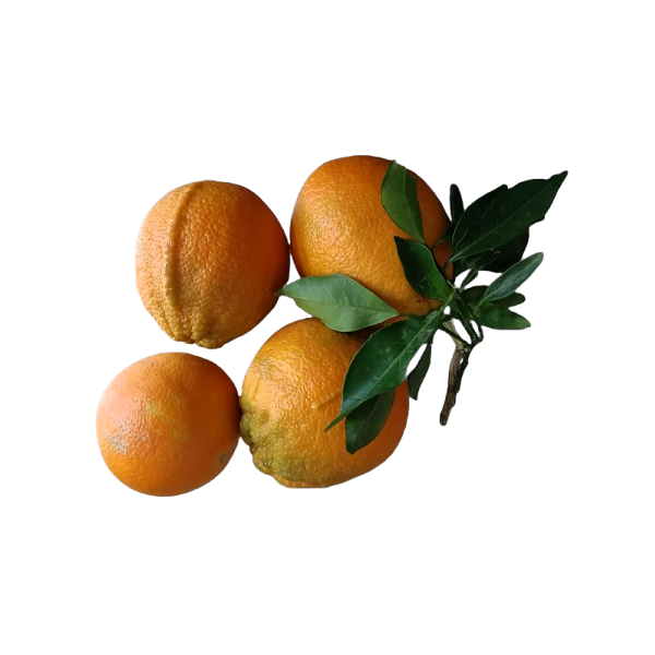 Naranja de MESA GRANDE Ecológica