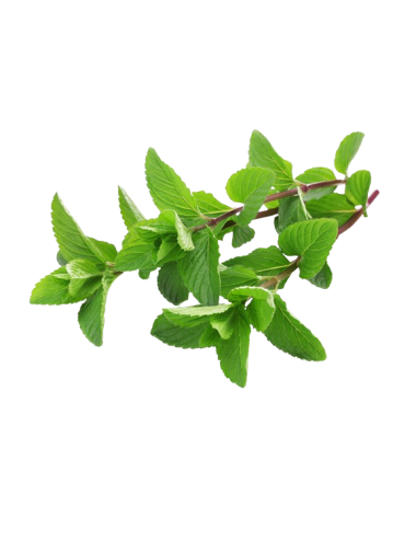 MENTA fresca manojo 20 gr...