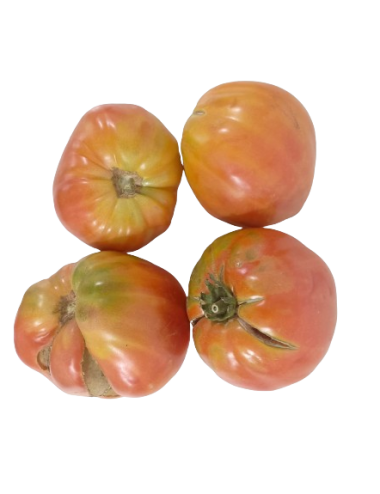 Oxheart tomato (Borsalina...