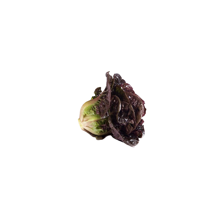 Red Little Gem Lettuce organic