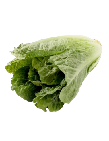 Lechuga ROMANA Ecológica
