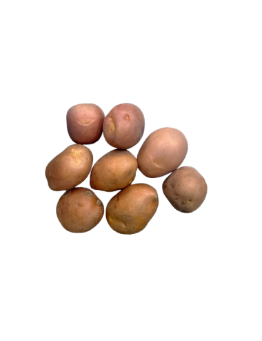 RED GUARNICIÓN potato Organic