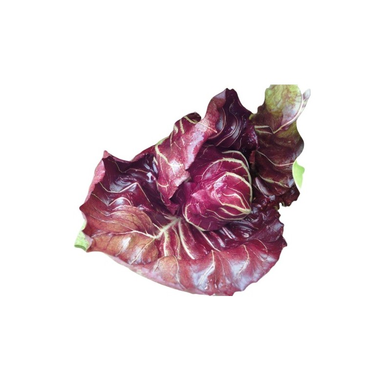 Chicory organic