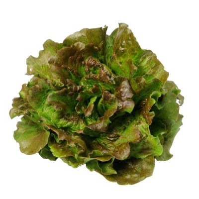 MARAVILLA lettuce organic