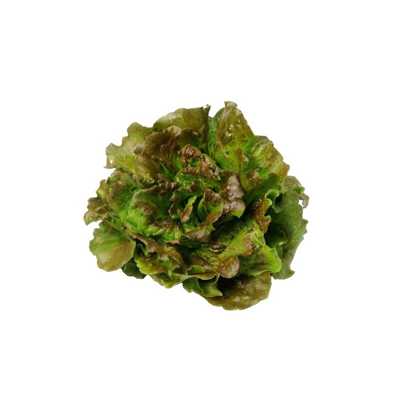Lechuga MARAVILLA ecológica
