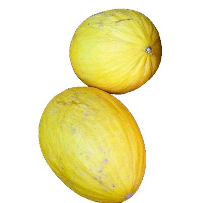 Melon AMARILLO canario Ecológico