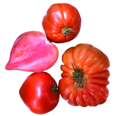 Bull's Egg Tomato organic