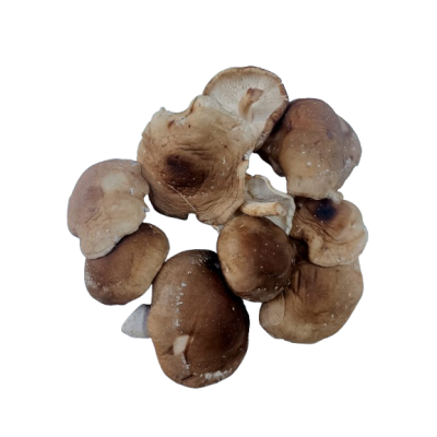Setas shiitake a GRANEL Ecológica