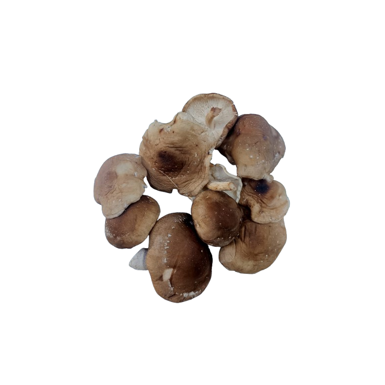 Setas shiitake a GRANEL Ecológica