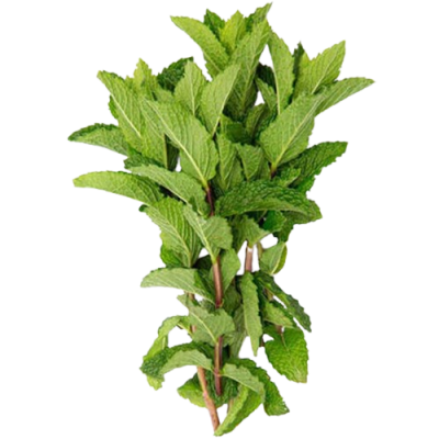 HIERBABUENA fresca manojo 50 gr Ecológico
