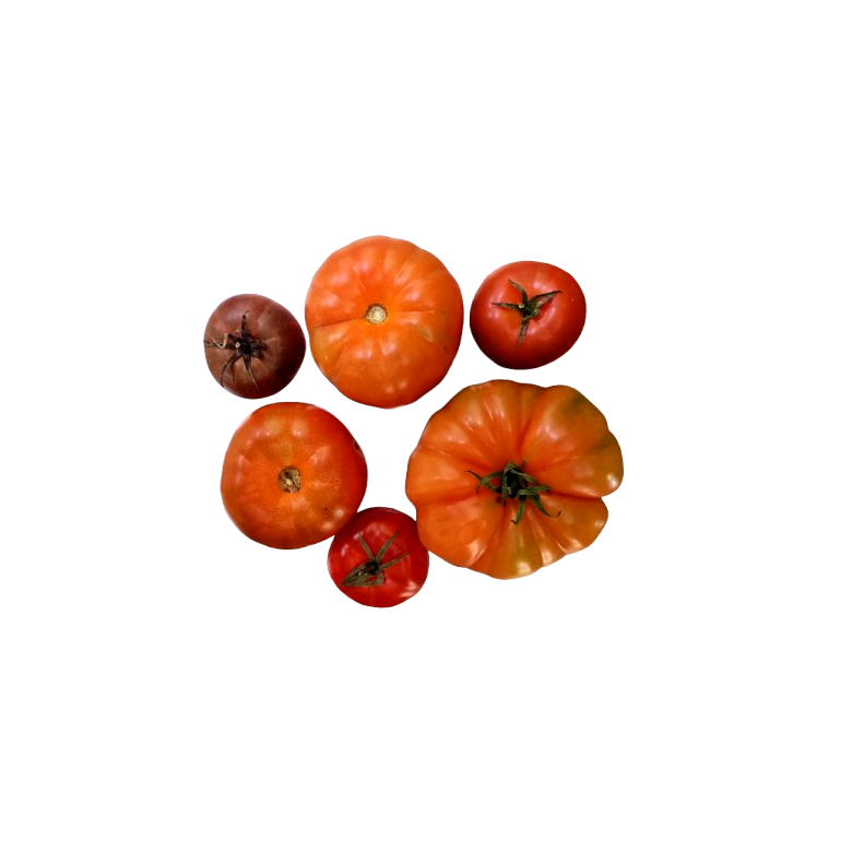Tomate MARMANDE Ecológico