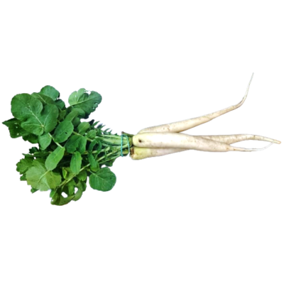 Daikon Radish organic