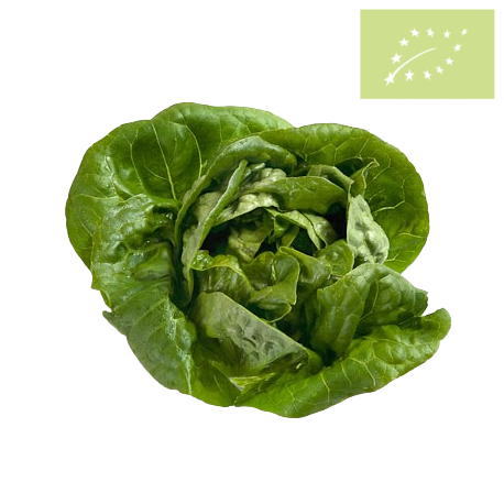 Lechuga COGOLLO Ecológica