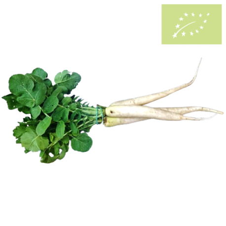 Rabano Daikon Ecológico