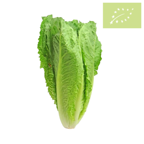 Lechuga ROMANA Ecológica.