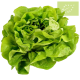 Lechuga COGOLLO Ecológica